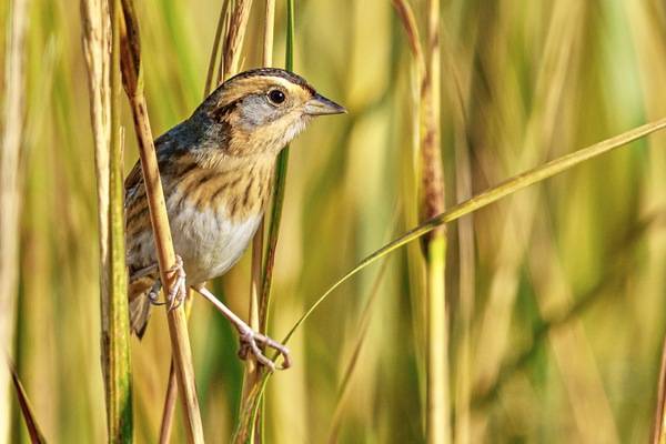 Nelson's sparrow in marsh by Remydee1 is licensed under CC BY-SA 4.0.